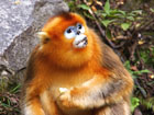 Beijing Zoo Golden Snub-nosed Monkey