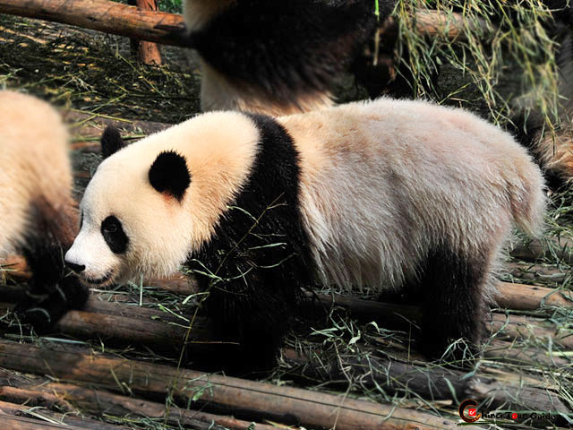 panda in chongqing zoo