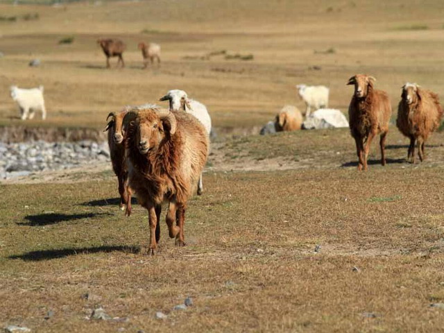 Sheeps near Sayram Lake